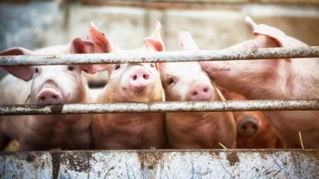 Dulu Banyak Dimakan, Ternyata Begini Awalnya Babi Hilang di Tanah Arab!